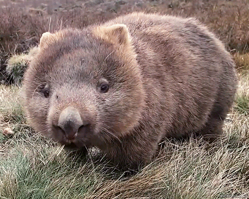 a sexy, sexy wombat